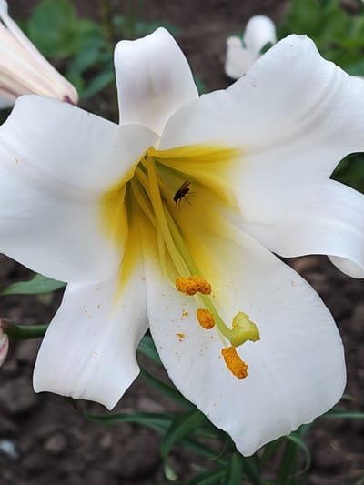 A white lily flower is in full bloom, with its petals curving outwards to reveal its yellow interior and stamens. A small, dark insect, likely a fly, is perched on one of the yellow filaments within the flower's center. The background is blurred, showing dark soil and green foliage, suggesting an outdoor setting, possibly a garden or natural landscape in Recea, Moldova. The lighting appears to be natural daylight, casting soft shadows and highlighting the textures of the flower.