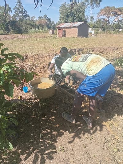 Two individuals are engaged in farming activities in a rural setting. One person, wearing a t-shirt and blue shorts, is bent over working the soil, while another person kneels beside them. A large, round container sits nearby. The ground appears to be dry and barren, contrasting with the lush green trees and vegetation in the background. A small, simple building is also visible in the distance. The shadows cast by nearby plants suggest a sunny day.