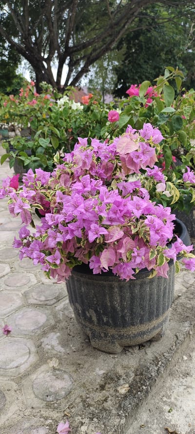 A close-up, vertical shot focuses on a pot of vibrant purple bougainvillea flowers. The flowers, a mix of light and dark purple with some pinkish hues, are lush and abundant, spilling over the sides of the dark, textured pot. The pot itself sits on a paved surface made of circular and hexagonal concrete tiles. In the background, a large, dark-barked tree with numerous branches is visible, its silhouette partially obscuring a soft-focus background of more bougainvillea plants in various shades of pink and white. The environment appears to be an outdoor setting, possibly a garden or nursery, with a general impression of a mild climate. The image is dated and provides no information about people or specific actions. The location is identified as Langnibong, Indonesia.