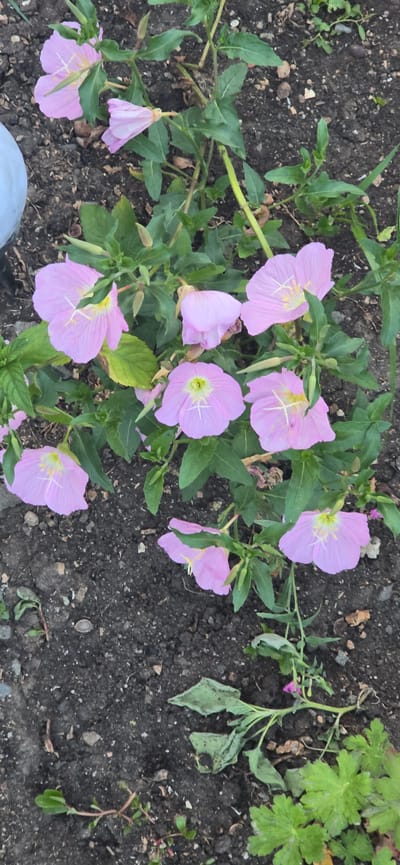 A close-up, high-angle shot shows a cluster of light pink evening primrose flowers blooming in dark soil. The flowers have four petals and yellow centers with prominent white pistils. Some of the flowers are fully open, while others are still in bud or partially closed. Lush green leaves surround the flowers, and the soil is a mix of dark earth, small pebbles, and dry leaves. A hint of a white object, possibly a planter, is visible on the far left edge of the image. The scene is located in Kalchevo, Bulgaria.