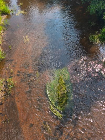 An aerial view of a shallow, reddish-brown river flowing through a natural environment. The riverbed is visible beneath the clear water, characterized by sandy and rocky textures. Patches of green aquatic vegetation are present, with a notable cluster of dense green growth forming a circular mass in the mid-right section of the river. The banks of the river are lined with green grass and some darker soil. The water surface exhibits ripples and reflections of sunlight, indicating a bright day. The scene appears to be an outdoor, natural setting, possibly a river or stream in a rural or undeveloped area.