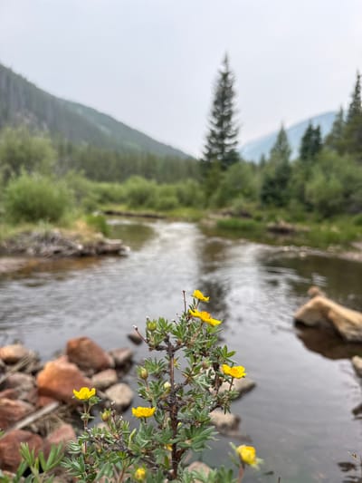 In Saint Elmo, Colorado, United States, a small bush with bright yellow flowers is in the foreground, positioned to the right of a stream. The stream flows from the left of the frame towards the right, with calm, reflective water. The banks of the stream are lined with rocks, some large and reddish-brown, others smaller and lighter in color. Dense green foliage and tall evergreen trees densely populate the background, with a prominent, slender evergreen tree standing tall in the mid-ground. The landscape extends into misty, subdued mountains under a cloudy sky, creating a serene, natural scene. There are no people or animals visible in the image.