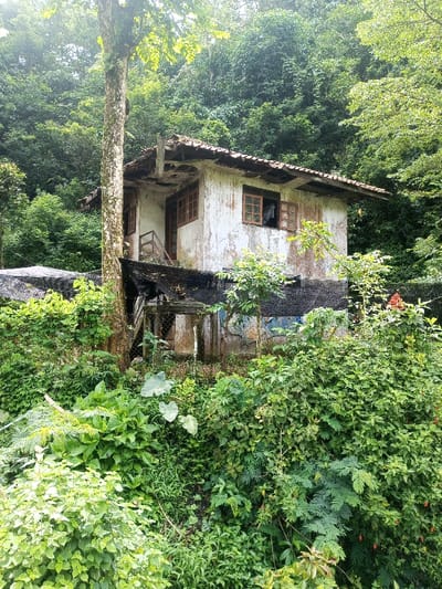 A weathered, white, one-story building with a tiled roof sits nestled amongst dense green foliage. Windows with brown frames are visible, and a makeshift staircase leads to the entrance. The structure's facade shows signs of decay, with peeling paint and visible wear. Black netting surrounds a portion of the base. Lush greenery surrounds the building, creating a sense of nature reclaiming the space. A tall tree stands alongside the building, further integrating it into the landscape.