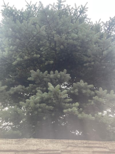 The image shows a close-up view of a dense evergreen tree, likely a spruce or fir, with a light-colored, textured surface in the foreground, possibly a stone wall or railing. The tree's branches are covered in numerous needles, giving it a full and textured appearance. The background is a hazy, overcast sky. The overall scene suggests an outdoor setting within a city environment, with the presence of urban architecture implied by the foreground element. There are no people or animals visible in the image. The lighting is diffused, indicating a cloudy day, and the image has a slightly muted color palette due to the lighting conditions and potential haze or fog. The scene could be interpreted as part of a park, a residential garden, or a streetscape in Konstantynów Łódzki, Poland, given the information provided.