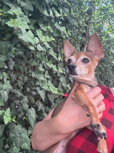 A small, tan-colored dog with large ears is being held by a person wearing a red and black plaid shirt. The dog is looking to the left of the frame. The background is filled with dense green ivy growing on what appears to be a wall or fence. The lighting suggests it is daytime, possibly outdoors in natural light. The overall impression is a casual, pet-focused moment. The location is identified as Fastovetskaya, Russia.