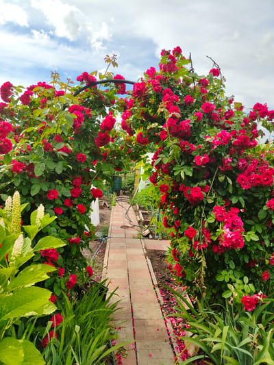 A garden path in Starosemeikino, Russia, is framed by abundant red roses climbing an arched trellis. The path is paved with red and tan rectangular bricks and is lined with green foliage. The sky above is cloudy with patches of blue. In the background, a greenhouse and a green barrel are visible. The scene is one of a well-maintained private garden.