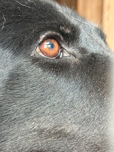 A close-up, side-profile shot shows the eye of a black dog. The dog's iris is a rich amber color with a visible pupil. The fur surrounding the eye is dense and dark, with some lighter strands and a subtle sheen. The background is blurred, with vertical wooden planks visible, suggesting an outdoor or rustic indoor setting. No specific location in Sukhaya, Russia is discernible from the image.