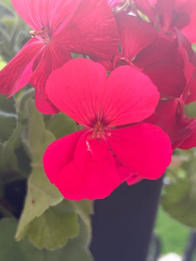 The image is a close-up, macro photograph of several bright red geranium flowers. The focus is on the delicate petals and the intricate details of the flower's center, including the stamen. The petals are soft and slightly translucent, with visible veins radiating from the center. The background is softly blurred, showing green leaves and a dark, indistinct area, possibly a pot or shadow. The lighting appears to be natural, with a slight overexposure in the upper left corner, suggesting sunlight. The overall mood is serene and highlights the natural beauty of the flowers. There is no text visible in the image. The location context is Plovdiv, Bulgaria, which implies an outdoor or garden setting, likely during daytime given the natural light.