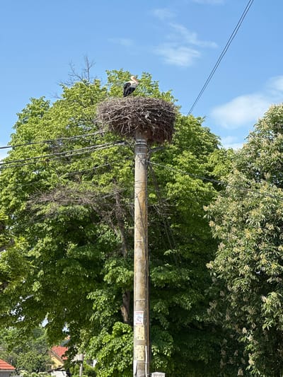 A medium-angle shot shows a utility pole with a large bird's nest on top in the city of Aprilovo, Bulgaria. A stork is standing in the nest. Power lines run alongside the pole. The background contains a dense canopy of green leaves, a blue sky, and some buildings with red roofs. A sign is affixed to the utility pole.