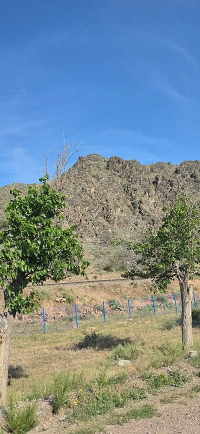 This is a photograph of a natural landscape with some man-made elements. In the foreground, there is dry, light-brown grass, some low-lying green bushes, and two trees. The tree on the left is fuller and greener, while the tree on the right is sparser with bare branches visible. A blue fence runs horizontally across the middle ground. Beyond the fence, there is a train track. In the background, a large, rocky mountain dominates the scene, with sparse vegetation growing on its slopes. The sky is a clear, bright blue. The image appears to be taken in Sasyk-Bulak, Kyrgyzstan, suggesting a location characterized by mountainous terrain and possibly a railway line. There are no people or animals clearly visible in the photograph.