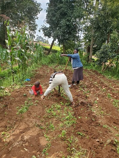 In an agricultural plot located in Nkuene ward, Kenya, three individuals are present within a cultivated outdoor environment.
A standing adult female, positioned in the mid-ground towards the right, wears a light blue long-sleeved shirt over a white undershirt and a dark-colored long skirt. She holds a wooden-handled hoe, angled towards her right, and looks towards the right side of the frame.
In the foreground, slightly left of center, another adult female is bent forward at the waist, actively manipulating the reddish-brown soil with her bare hands. She wears a light-colored patterned or striped long-sleeved top and light-colored long pants, with light-colored sandals on her feet.
To the left of the bent-over adult, a young child, possibly a toddler, is on hands and knees or kneeling on the soil. The child wears a red long-sleeved top and dark pants, facing left. Near the child, a single green, round object, consistent with an avocado, rests on the ground beside a blue plastic material, possibly a tarp or bag.
The soil throughout the foreground and mid-ground is disturbed reddish-brown earth, with patches of green weeds and small plants. Numerous small, freshly harvested potatoes are scattered on the ground in the middle-right portion of the frame. Tall green corn (maize) stalks are visible along the left edge of the image, indicating ongoing cultivation. The background features lush green trees and what appears to be a cultivated or forested hillside under a light blue sky with some cloud cover.