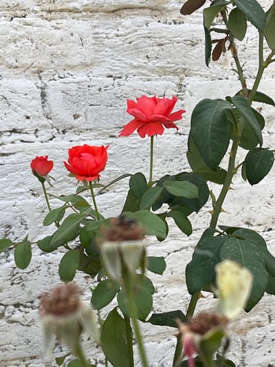 A close-up, eye-level shot captures a vibrant red rose bush against a textured white brick wall. The rose bush features several blooms, some fully open and others still in bud. The largest rose, a bright crimson, is centrally located on the right, its petals unfurling towards the viewer. To its left, a smaller, more tightly furled red rose bud is visible. Further left, another open red rose with fewer petals is present. The leaves of the rose bush are a deep green, some showing signs of speckling. Thorns are visible along the sturdy, green stem. In the foreground, several faded rose hips or spent blooms are out of focus, with one in the lower right corner being particularly blurry and pale yellow. The background is dominated by the rough, uneven surface of the white brick wall, which appears to be outdoors, possibly in a garden or courtyard. The lighting suggests it is daytime, with soft light illuminating the scene. The overall impression is one of natural beauty and the life cycle of a rose plant. The image does not contain any individuals or specific actions.