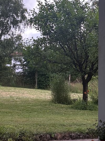 The image depicts an outdoor scene with lush greenery. A large tree with dense foliage dominates the left side of the frame, its branches reaching across the scene. To the right, a well-maintained lawn stretches into the distance. In the middle ground, a tree trunk is visible, adorned with two small, orange mushroom-like growths. Behind the tree trunk, a rustic wooden fence can be seen. Further in the background, hints of buildings and more trees suggest a residential or semi-rural setting. The sky is overcast, indicating a cloudy day. The overall impression is one of a peaceful, natural environment, likely a garden or yard. No people or animals are visible. The image appears to be taken during daylight hours.