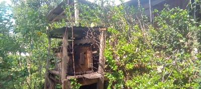 The image depicts a dilapidated, elevated wooden structure, likely an outdoor latrine or small utility shed, situated within the Getenga ward, Kenya. The structure features rough-hewn timber supports, a partially rusted and bent corrugated metal roof, and an enclosed section with what appears to be a wooden plank functioning as a door or cover. The base includes concrete or cement elements. Dense, vibrant green foliage, consisting of various bushes and shrubs, heavily surrounds and partially obscures the structure, indicating overgrowth. Bare branches intertwine with the structure's framework. Bright natural light illuminates the scene, suggesting daytime conditions. No individuals or animals are visible, and no active interactions are occurring. The environment is characterized by lush, unmanaged vegetation.