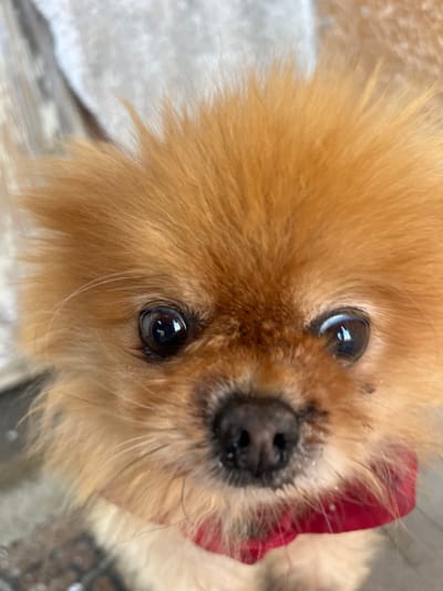A close-up, high-angle portrait captures a small canine, likely a Pomeranian, with fluffy, orange-brown fur dominating the frame. The animal looks directly upward towards the viewer with wide, dark, reflective eyes that show catchlights. Its black, wet-appearing nose is centered below the eyes. A portion of a red collar or bow is visible beneath its chin and neck fur. The background is severely out of focus, appearing as indistinct light grey and brown tones, providing no specific environmental details beyond a general blur. No other subjects or objects are discernible. The scene is situated in the city of Malka Vereya, Bulgaria.
