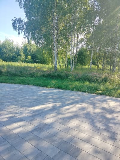This media file depicts a sunlit scene in Fryanovo, Russia, featuring a paved walkway in the foreground and a natural landscape beyond. The walkway is composed of light gray rectangular pavers, with dappled shadows cast across them, indicating a bright, sunny day. Beyond the walkway, a lush green meadow stretches, dotted with small pink and white wildflowers and tall grasses. A line of birch trees with their characteristic white bark and green foliage forms a backdrop to the meadow. The sunlight filters through the leaves, creating a dappled effect on the ground and the trees. The overall atmosphere is peaceful and serene, suggesting a pleasant day outdoors. The time of day appears to be morning or afternoon, given the angle of the shadows and the bright sunlight. There is no visible text in the image.