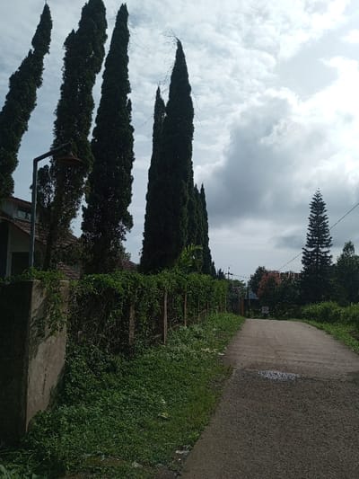 A narrow asphalt road stretches into the distance, flanked by lush greenery. A concrete wall and a vine-covered wooden fence border the left side of the road. Towering, slender evergreen trees line the left, reaching towards a sky filled with white and grey clouds. Another conifer stands further down the road to the right. Vegetation obscures the structures behind the fence, adding to the secluded atmosphere.