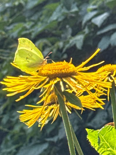 A yellow butterfly rests on a bright yellow flower with thin petals. The background is a blur of green foliage. The scene is outdoors, likely in a garden or natural setting. The image is captured in Залесье Снт, Russia.
