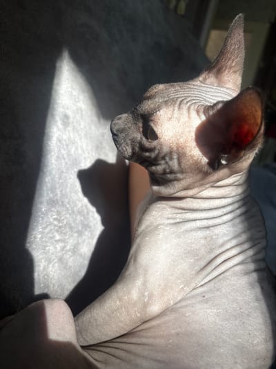 The image shows a close-up, side profile of a hairless cat basking in sunlight. The cat's skin is wrinkled, and the sunlight casts a strong shadow across its body and the textured surface it is resting on. The environment appears to be indoors, likely a home, with a soft, fabric-like surface beneath the cat. There are no discernible elements in the image that can be used to identify its location within the city of Aleysk, Russia.