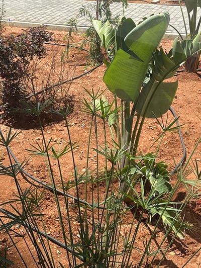 In Spathariko, Northern Cyprus, an outdoor scene features a planting bed with red earth. Several green plants are present, including tall, thin plants with spiky leaves radiating from their tops, and larger plants with broad, green leaves that appear to be Bird of Paradise plants. Drip irrigation tubing snakes through the soil. In the background, a section of paved ground with a checkered pattern is visible. To the left, a bush with dark red, dense foliage is also planted. The lighting suggests a sunny day, casting shadows.