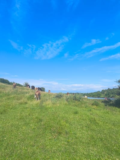 This media file depicts a serene rural landscape with several cows grazing on a lush green hillside under a vibrant blue sky with scattered white clouds. The scene is bathed in the bright light of daytime. In the background, a tranquil body of water, likely a river, is visible, bordered by trees and vegetation. A small boat with two people can be seen near the water's edge. The overall impression is one of peacefulness and natural beauty, characteristic of a countryside setting in Anastasivka, Ukraine. There is no visible text in the media file.