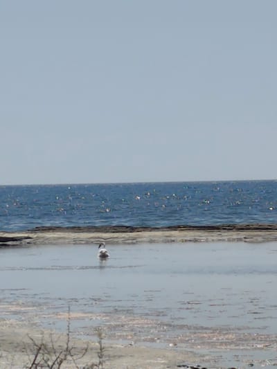 A single bird stands in shallow water near a rocky shoreline, with a calm ocean stretching out under a clear sky. The bird is white and grey, facing away from the camera. The water is shallow and appears to have some debris or seaweed floating in it. The ocean is a deep blue, with sunlight glinting off the surface. The sky is a pale blue and cloudless. The image appears to have been taken in the city of Saiyn Şapağatov, Kazakhstan.