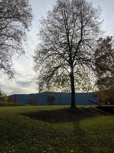 The image depicts a rural-urban transitional landscape in Oppenau, Germany, during late autumn or early winter. A large, mature deciduous tree, mostly silhouetted with sparse, remaining yellowish-green leaves, stands centrally in the mid-ground. The sun is positioned directly behind its trunk, creating a bright halo effect and diffused backlighting through its branches and the overcast sky.

The foreground consists of undulating green grass intermingled with significant patches of brown fallen leaves, particularly dense beneath the central tree and in a shadowed dip running diagonally from the lower left to the mid-right. To the left, branches of other deciduous trees with minimal foliage frame the upper left sky. On the far right, a section of a deciduous tree with reddish-brown autumn foliage is visible.

In the mid-right, partially obscured by the central tree, a set of outdoor steps with a dark handrail ascends towards the right. These steps appear to be made of stone or concrete.

The background features gently rolling grassy hills dotted with several scattered deciduous trees, mostly bare or exhibiting muted autumn tones. Beyond these hills, a distinct, darker line of forested mountains spans the horizon. The sky is overcast with wispy, elongated white clouds against a lighter grey-blue backdrop, indicating a bright but cloudy day. No individuals or animals are present in the scene.