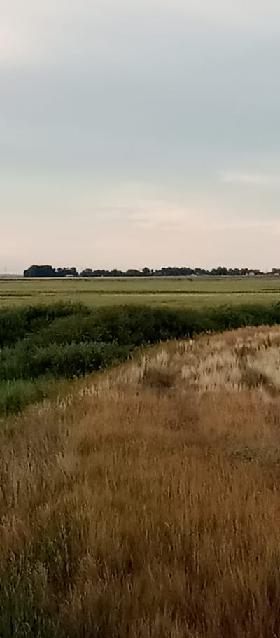 This media file depicts a rural landscape under a hazy sky, likely at dusk or dawn given the soft, diffused light. The scene is dominated by agricultural fields. In the foreground, a field of dry, golden-brown grass or crop, possibly wheat or barley, stretches across the frame, its texture detailed and varied. A distinct diagonal line separates this dry field from a vibrant, deep green field in the mid-ground. This green field appears lush and healthy, suggesting a different type of crop or vegetation.
Further in the distance, a line of dark green trees forms a dense barrier along the horizon, with a few scattered buildings or structures visible nestled amongst them, hinting at a small settlement or farmstead. The overall impression is one of open space and agricultural activity. The sky is a pale, muted tone, with a subtle gradient suggesting the transition between day and night. There are no people, animals, or vehicles visible, emphasizing the stillness and solitude of the rural setting. The location context of Marinovka, Kazakhstan, suggests a vast, open agricultural region typical of Central Asia. The weather appears calm, with no strong winds or dramatic cloud formations. The emotional tone is peaceful and serene, evoking a sense of natural beauty and agricultural bounty. No text is visible in the image.