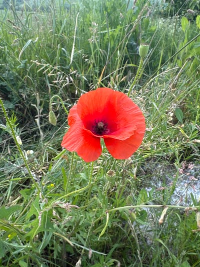 A close-up, vertical shot captures a vibrant red poppy in a field of tall green grass and other wildflowers. The poppy, centrally located, has delicate, crinkled petals and a dark center. Several seed pods, some green and rounded, others dried and star-shaped, are visible on stalks surrounding the flower. The background is a soft blur of green vegetation, suggesting a natural, uncultivated environment. The lighting appears soft, possibly indicating early morning or late afternoon. The scene is static, with no people or animals present. The location is identified as Kuriany, Ukraine.