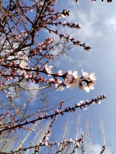 The image displays a close-up, upward-angled view of blooming tree branches against a clear blue sky, situated in Limbur, Uzbekistan. The primary subjects are several leafless, dark brown tree branches adorned with numerous small, five-petaled flowers and buds. The flowers are predominantly white with subtle pink hues, varying from fully open blossoms, revealing central stamen structures, to tightly closed reddish-pink buds. The branches crisscross the frame, with one prominent branch extending diagonally from the middle left towards the center right, showcasing a cluster of open flowers. The background consists of a bright blue sky with sparse, wispy white clouds. Out-of-focus, light-colored vertical elements, possibly other tree trunks, are visible in the distant background. The scene is illuminated by natural daylight. No people or animal subjects are present.