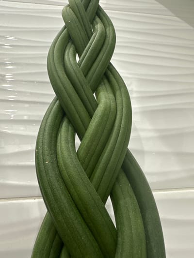 A close-up, vertical shot showcases a braided plant with green, cylindrical stems. The stems are tightly woven, creating a spiral pattern that extends upwards out of the frame. The background consists of a white, textured wall with horizontal wavy lines. The lighting is soft, casting subtle shadows on the plant and the wall. There is no indication of the location in Tokaryovo, Russia.