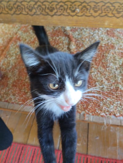 A black and white kitten with yellow eyes and a pink tongue is looking up at the camera. The kitten is standing on a rug with a patterned design. Behind the kitten, there is a wooden surface with an ornamental border. In the foreground, a red mat with green stripes is visible. The image appears to have been taken indoors, possibly in a home in Yangibazar, Uzbekistan, given the information provided.
