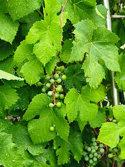 The image shows a close-up view of a grapevine with lush green leaves covered in water droplets. Several clusters of small, unripe green grapes are visible among the leaves. The background is blurred, but a metallic pole, likely part of a trellis or support structure, is present on the right side. The scene appears to be outdoors, suggesting a garden or vineyard setting. No people or specific city landmarks are identifiable. Therefore, it is not possible to determine the specific location within the city of Қосшы, Kazakhstan from this image alone.