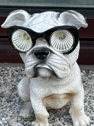 The image shows a close-up, eye-level view of a white, weathered garden statue of a bulldog wearing oversized, black-rimmed, round sunglasses with textured lenses. The statue is sitting on a speckled grey and black surface, possibly a stone patio or walkway. Behind the statue is a dark red, textured surface, likely a wall or door. The statue's fur texture is visible, with details in the wrinkled face and floppy ears. The sunglasses appear to be solar-powered garden lights, with the textured lenses being the light covers. The background is out of focus, suggesting the statue is the primary subject. There is no indication of the location being in Bassum, Germany, or any specific geographical context provided by the image itself.