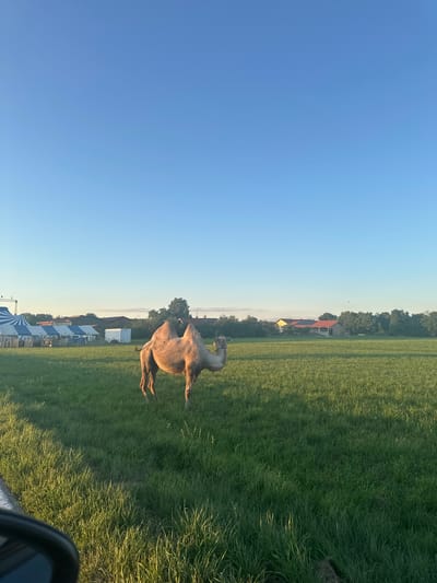 A single Bactrian camel stands in a grassy field under a clear blue sky in Bruckmühl, Germany. The camel, facing to the right and looking back over its left shoulder, is the primary subject. In the background, a line of trees separates the field from buildings and structures, possibly part of a circus or fair, indicated by striped tents and white portable structures. The setting sun casts long shadows across the field, illuminating the grass with a warm golden light. The foreground shows a portion of a car's side mirror and the edge of the road.