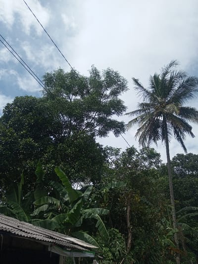 Lush green foliage dominates the landscape, featuring banana plants, towering trees, and a solitary palm. A dilapidated corrugated roof peeks into the frame, nestled amid the dense vegetation. Electrical wires stretch diagonally across the upper portion of the sky, punctuated by wispy white clouds against a blue backdrop. The scene conveys a sense of tropical abundance and rural simplicity.