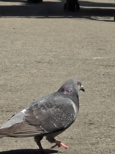 The image depicts a pigeon standing on a grey concrete surface. The pigeon has grey feathers with some iridescent purple coloration on its neck, an orange eye, and pink feet. The surface it stands on appears to be an outdoor public space, possibly a sidewalk or plaza. A dark, vertical structure is partially visible in the background on the left, likely a metal fence or railing. The location appears to be Mladá Boleslav, Czechia.