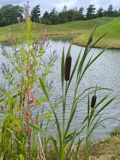 The image depicts a natural landscape scene near a body of water, likely a pond or a lake, with rolling green hills and a line of trees in the background. In the foreground, there are several plants, including cattails with their characteristic brown seed heads, and a tall plant with small pink flowers. The water surface is rippled, suggesting a gentle breeze. The overall impression is one of a serene, rural environment. The location is specified as Mažučiai, Lithuania, indicating a place within a rural or semi-rural area of that country. There are no people or animals visible in the image. The lighting suggests it is daytime, possibly overcast due to the sky's appearance. The vegetation is lush and green, indicating a period of growth.