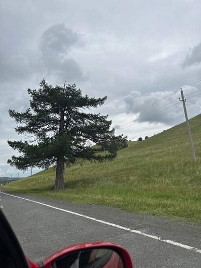 A solitary, mature coniferous tree stands on a grassy hillside beside a paved road with a white stripe. The sky is overcast with dramatic, gray clouds. A power line with a wooden pole stretches across the upper right portion of the frame. The scene appears to be a rural or undeveloped area, possibly on the outskirts of the city of Кужаново, Russia. A red car's side mirror is visible in the foreground, reflecting a sliver of the sky and the car's interior.