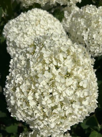 The image displays a close-up view of a cluster of white hydrangeas in bloom. The flowers are densely packed, forming a large, rounded inflorescence that dominates the frame. Individual florets are small and delicate, with four petals each, and their white color is bright and slightly luminous, catching the sunlight. Behind the main subject, other hydrangea clusters are visible, appearing softer and more out of focus, suggesting a garden setting. The background consists of dark green foliage, creating a strong contrast that further highlights the white flowers.
The lighting suggests it is daytime, likely a sunny day given the brightness of the flowers and the distinct shadows cast within the blooms. The overall impression is one of natural beauty and abundance, characteristic of a summer garden. There is no visible text in the image. The setting appears to be outdoors, possibly a park or a well-maintained garden, given the healthy appearance of the plants. The focus is entirely on the floral display, with no other elements or activities visible.