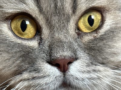 This is a close-up, head-on, eye-level, medium shot of a domestic cat's face. The cat has gray fur with darker stripes, and prominent yellow eyes with black, vertical pupils. Its nose is dark pink and slightly damp. The image focuses on the eyes, nose, and surrounding fur, with the whiskers visible extending outwards. There are no people, objects, or environmental features indicative of a specific location, including Raivka, Ukraine. The scene is static and solely features the cat's facial features.