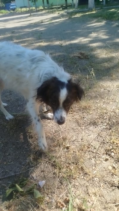 A medium-sized, long-haired dog with white and brown markings stands on a dirt path in an outdoor area that appears to be part of a city park or a neglected public space. The dog has brown patches around its eyes and ears, and its fur is somewhat disheveled. Its body is white with brown spots on its legs. The dog is looking down and slightly to the right, with its head tilted. In the background, there are trees, some buildings or structures, and a road or path. The ground is covered with dirt, dry grass, and some scattered leaves. The lighting suggests it is daytime, with shadows cast by the trees. The overall impression is of a common outdoor scene in the city of Pivdennoukrainsk, Ukraine, where dogs are often found roaming freely in public areas.