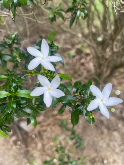 A close-up, high-angle shot focuses on a small branch with several white, star-shaped flowers with yellow centers. The flowers are set against a blurred background of green leaves and brown, out-of-focus branches and foliage, suggesting an outdoor, natural setting. Some of the flowers appear fully bloomed, while others are buds. The leaves are glossy and dark green. There are no people or discernable structures visible in the image. The overall scene suggests a botanical or garden environment within Meunasahmeucap, Indonesia.