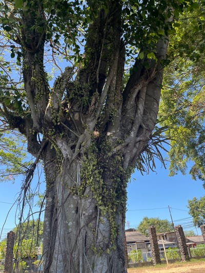 The image shows a large, old tree with thick, grey bark, heavily entwined with vines and aerial roots. The tree is covered in small, green leaves and some hanging, pod-like structures. The branches are dense, with sunlight filtering through them. In the background, there is a clear blue sky. Below the tree, a fence and some buildings are visible, suggesting an urban or semi-urban environment. The presence of power lines and structures like antennas on distant buildings indicate a populated area. The location is stated to be Desa Tambakreja, Indonesia. There are no people or animals visible in the image.