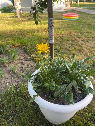 This is a slightly rotated, eye-level, outdoor photograph of a garden. The main subject is a white plastic planter holding several green plants, one of which has a large, bright yellow daisy-like flower in bloom. The planter sits on dark soil and is surrounded by green grass. In the background, to the left of the planter, is a wooden post wrapped with white tape and red string. Further in the background, a small, inflatable, multi-colored children's pool with yellow, pink, and blue rings is visible on the grass. The lighting suggests it is daytime, likely a sunny day, casting shadows. The overall scene depicts a peaceful, domestic garden setting in Belarus. There is no visible text in the image.