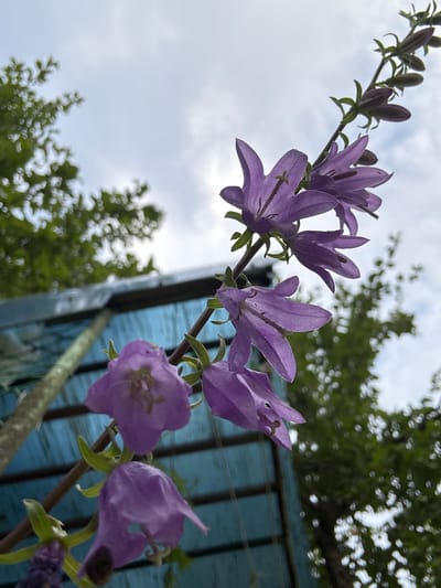 A close-up, low-angle shot captures a delicate cluster of purple bell-shaped flowers. The flowers are arranged on a slender stem that curves upwards towards a cloudy sky. The petals are translucent, revealing intricate details of the stamen and pistil within. Some buds are visible further up the stem, hinting at future blooms. The background is a blur of green foliage and a section of a blue, weathered fence or structure. The lighting suggests it is daytime, with soft, diffused light from the overcast sky. The overall mood is peaceful and natural, highlighting the beauty of the flowers in their outdoor setting. The location is identified as Энергетик-2 Снт, Russia.