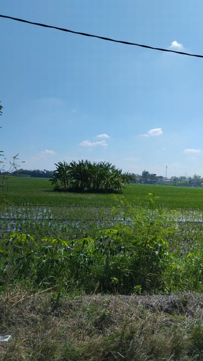 A low-angle, eye-level shot captures a vast, green rice paddy under a clear blue sky with a few scattered white clouds. In the mid-ground, a dense cluster of banana trees stands out, their broad leaves creating a lush, green mound. The foreground is filled with various green plants and dry, brown grass, hinting at a natural, undeveloped area. In the distance, a few houses and a radio tower are visible, suggesting the presence of a nearby settlement. The overall impression is one of rural tranquility and natural beauty. The location is Plumbungan, Indonesia.