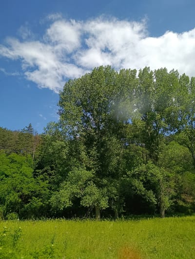 The image depicts a sunlit meadow in Nevestino, Bulgaria. The foreground is dominated by tall, vibrant green grass, indicating a fertile natural environment. Behind the meadow, a dense forest of deciduous trees with lush green foliage forms a natural backdrop. The sky above is a clear, bright blue, dotted with fluffy white clouds, suggesting fair weather conditions. The overall scene conveys a sense of natural beauty and tranquility, typical of rural landscapes. There are no people or animals visible in the image.