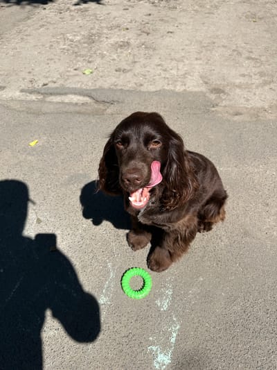 A brown spaniel sits on an asphalt surface, looking towards the camera with its tongue out, licking its nose. A bright green coiled toy rests on the ground in front of the dog. A shadow of a person holding a phone is cast on the left side of the frame. The scene appears to be outdoors, possibly in a park or on a street in Podilsk, Ukraine, given the context of the location.