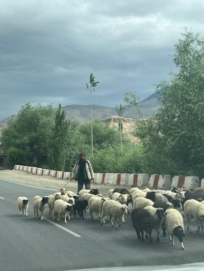 In Bodhkharboo, India, a man wearing a red cap, a green vest, and a light-colored jacket walks on an asphalt road, holding a leash connected to a flock of sheep. The sheep are in various shades of white, black, and brown, with some having black faces or ears. They are moving forward on the road. In the background, lush green trees line the roadside, with a dry, mountainous landscape further beyond. The sky is overcast with dark, cloudy patterns. A concrete barrier with red and white stripes separates the road from the embankment.